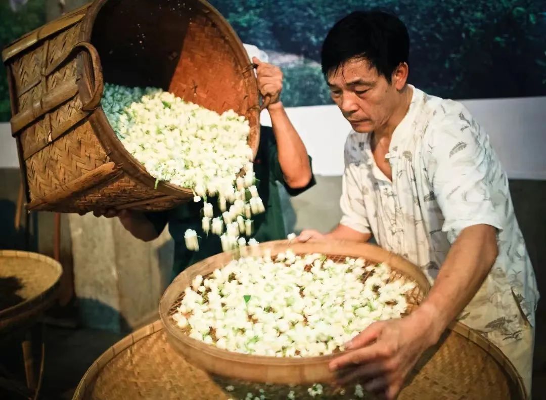 香飘海内外！长乐茉莉花茶“香”承百年！