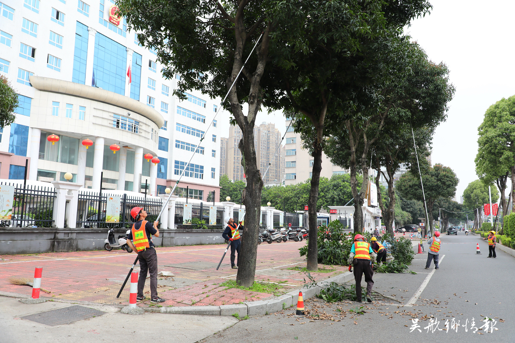 区园林中心：未雨绸缪防台风 修剪树枝除隐患